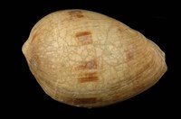 藏品(椰子渦螺)的圖片